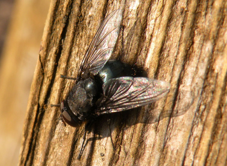 Mosca al sole; Calliphoridae, possibile Bellardia sp.